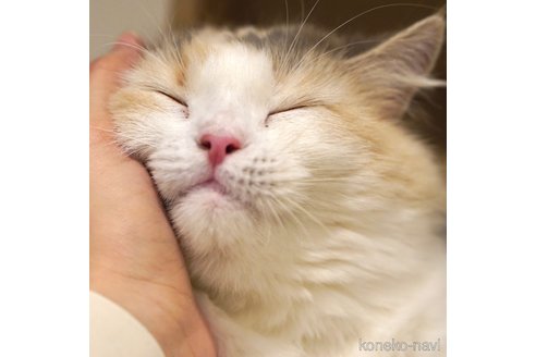 もなかちゃん1枚目